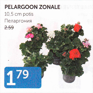 Allahindlus - PELARGOON ZONALE