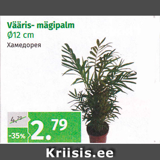 Allahindlus - Vääris- mägipalm