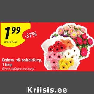 Allahindlus - Gerbera- või aedastrikimp, 1 kimp