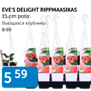 Allahindlus - EVE´S DELIGHT RIPPMAASIKAS