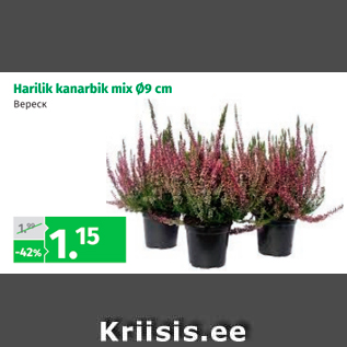 Allahindlus - Harilik kanarbik mix d9 cm