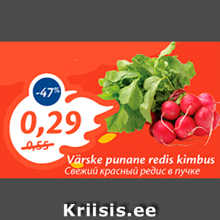 Allahindlus - Värske punane redis kimbus