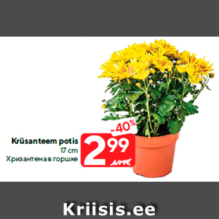 Allahindlus - Krüsanteem potis 17 cm