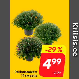 Allahindlus - Pallkrüsanteem 14 cm potis