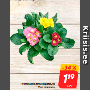 Allahindlus - Priimula mix 10,5 cm potis, tk