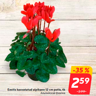 Allahindlus - Eestis kasvatatud alpikann 12 cm potis, tk