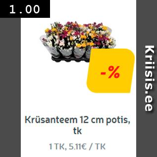 Allahindlus - Krüsanteem 12 cm potis, tk