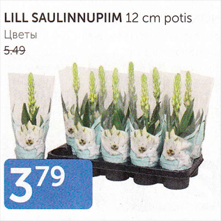 Allahindlus - LILL SAULINNUPIIM 12 CM POTIS