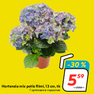 Allahindlus - Hortensia mix potis Rimi, 13 cm, tk