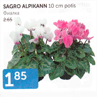 Allahindlus - SAGRO ALPIKANN 10 cm potis