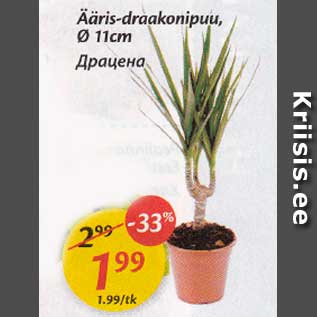 Allahindlus - Ääris-draakonipuu, d 11 cm