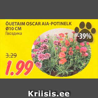 Allahindlus - ÕUETAIM OSCAR AIA-POTINELK Ø10 CM