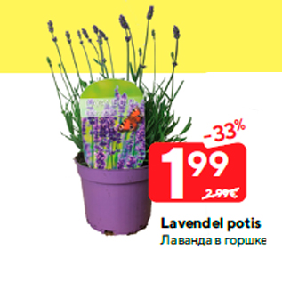 Allahindlus - Lavendel potis