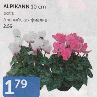 Allahindlus - ALPIKANN 10 CM