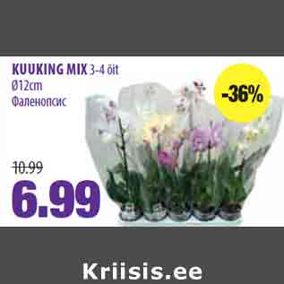 Allahindlus - KUUKING MIX 3-4 õit Ø12cm