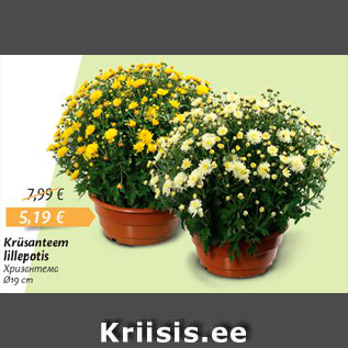 Allahindlus - Krüsanteem lillepotis D19 cm