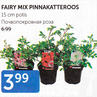 Allahindlus - FAIRY MIX PINNAKATTEROOS