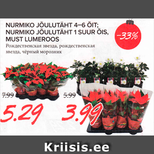 Allahindlus - NURMIKO JÕULUTÄHT 4–6 ÕIT; NURMIKO JÕULUTÄHT 1 SUUR ÕIS, MUST LUMEROOS