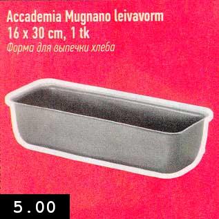 Allahindlus - Accademia Mugnano Leivavorm