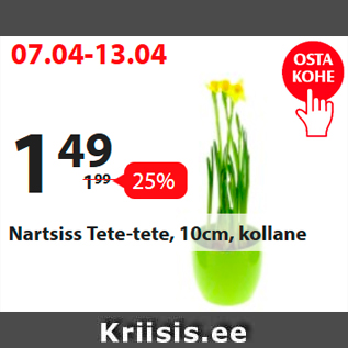 Allahindlus - Nartsiss Tete-tete, 10 cm, kollane