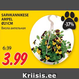 Allahindlus - SARVKANNIKESE AMPEL Ø21CM