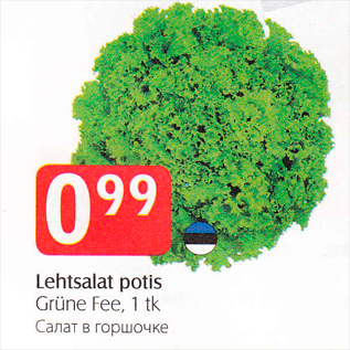 Allahindlus - Lehtsalat potis