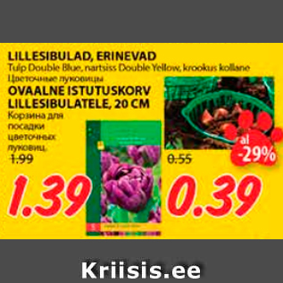 Allahindlus - LILLESIBULAD, ERINEVAD; OVAALNE ISTUTUSKORV LILLESIBULATELE20 CM