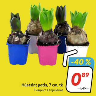 Allahindlus - Hüatsint potis, 7 cm, tk