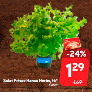 Allahindlus - Salat Frisee Hansa Herbs, tk*