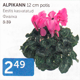 Allahindlus - ALPIKANN 12 cm potis