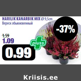 Allahindlus - HARILIK KANARBIK MIX Ø 9,5cm