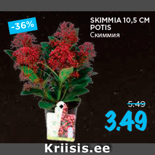 Allahindlus - SKIMMIA 10,5 CM POTIS