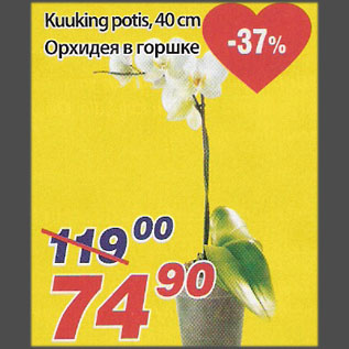 Allahindlus - Kuuking potis, 40 cm