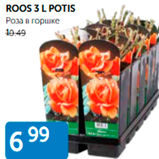 Allahindlus - ROOS 3 L POTIS