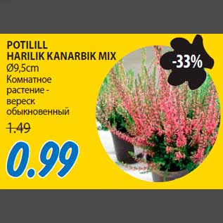 Allahindlus - POTILILL HARILIK KANARBIK MIX Ø9,5cm