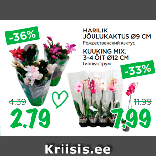 Allahindlus - HARILIK JÕULUKAKTUS Ø9 CM; KUUKING MIX, 3-4 ÕIT Ø12 CM