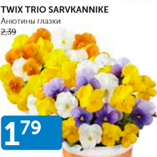 Allahindlus - TWIX TRIO SARVKANNIKE