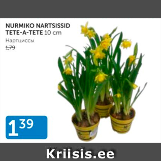 Allahindlus - NURMIKO NARTSISSID TETE-A-TETE 10 CM