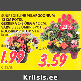 Allahindlus - SUUREÕIELINE PELARGOONIUM 12 CM POTIS, GERBERA 2-3 ÕIEGA 12 CM, VÄRVILISES ÜMBRISPOTIS ROOSIKIMP 38 CM 5 TK