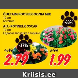 Allahindlus - ÕUETAIM ROOSBEGOONIA MIX 12 cm; AIA -POTINELK OSCAR 10 cm