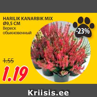 Allahindlus - HARILIK KANARBIK MIX Ø9,5 CM