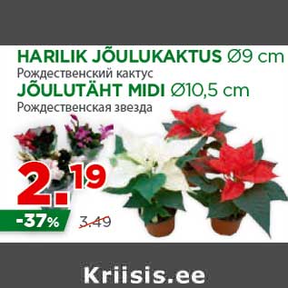 Allahindlus - HARILIK JÕULUKAKTUS Ø9 cm; JÕULUTÄHT MIDI Ø10,5 cm