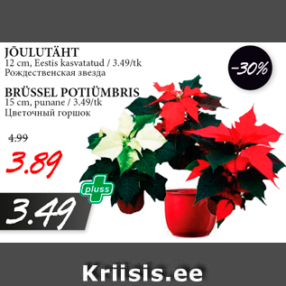 Allahindlus - JÕULUTÄHT 12 cm, Eestis kasvatatud / 3.49/tk; BRÜSSEL POTIÜMBRIS 15 cm, punane / 3.49/tk