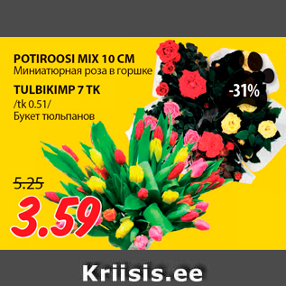 Allahindlus - POTIROOSI MIX 10 CM; TULBIKIMP 7 TK