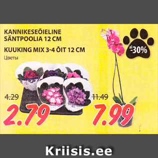 Allahindlus - KANNIKESEÕIELINE SÄNTPOOLIA 12 CM KUUKING MIX 3-4 ÕIT 12 CM