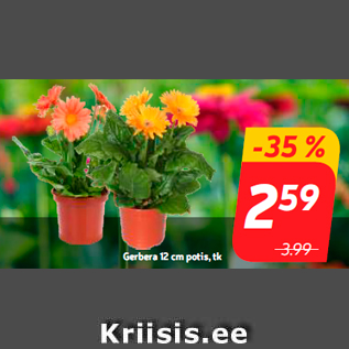 Allahindlus - Gerbera 12 cm potis, tk