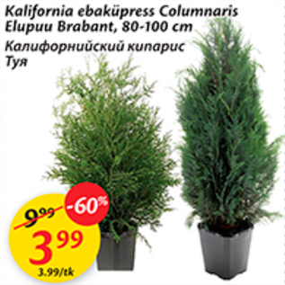 Allahindlus - kalifornia ebaküpress Columnaris Elupuu Brabant, 80-100 cm