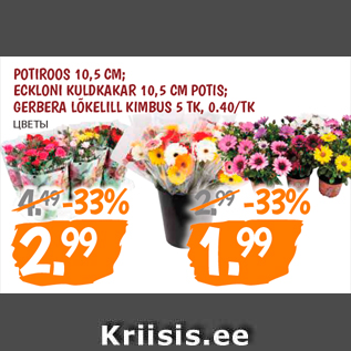 Allahindlus - POTIROOS 10,5 CM; ECKLONI KULDKAKAR 10,5 CM POTIS; GERBERA LÕKELILL KIMBUS 5 TK, 0.40/TK