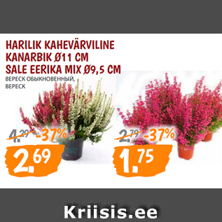 Allahindlus - HARILIK KAHEVÄRVILINE KANARBIK Ø11 CM SALE EERIKA MIX Ø9,5 CM