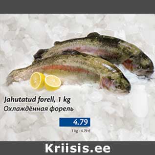 Allahindlus - Jahutatud forell, 1 kg